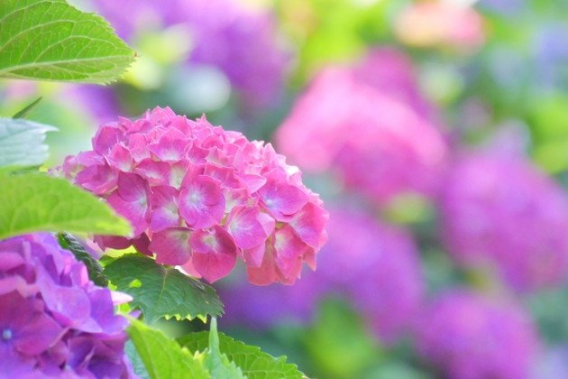 🏯 금산 출석사(킨잔 슈세키지) 이미지 4